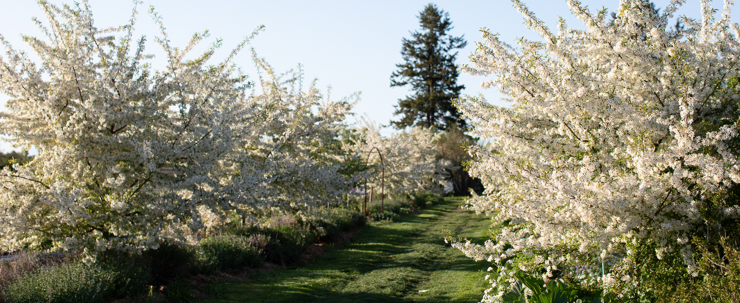 Crabapples: A Tree for All Seasons